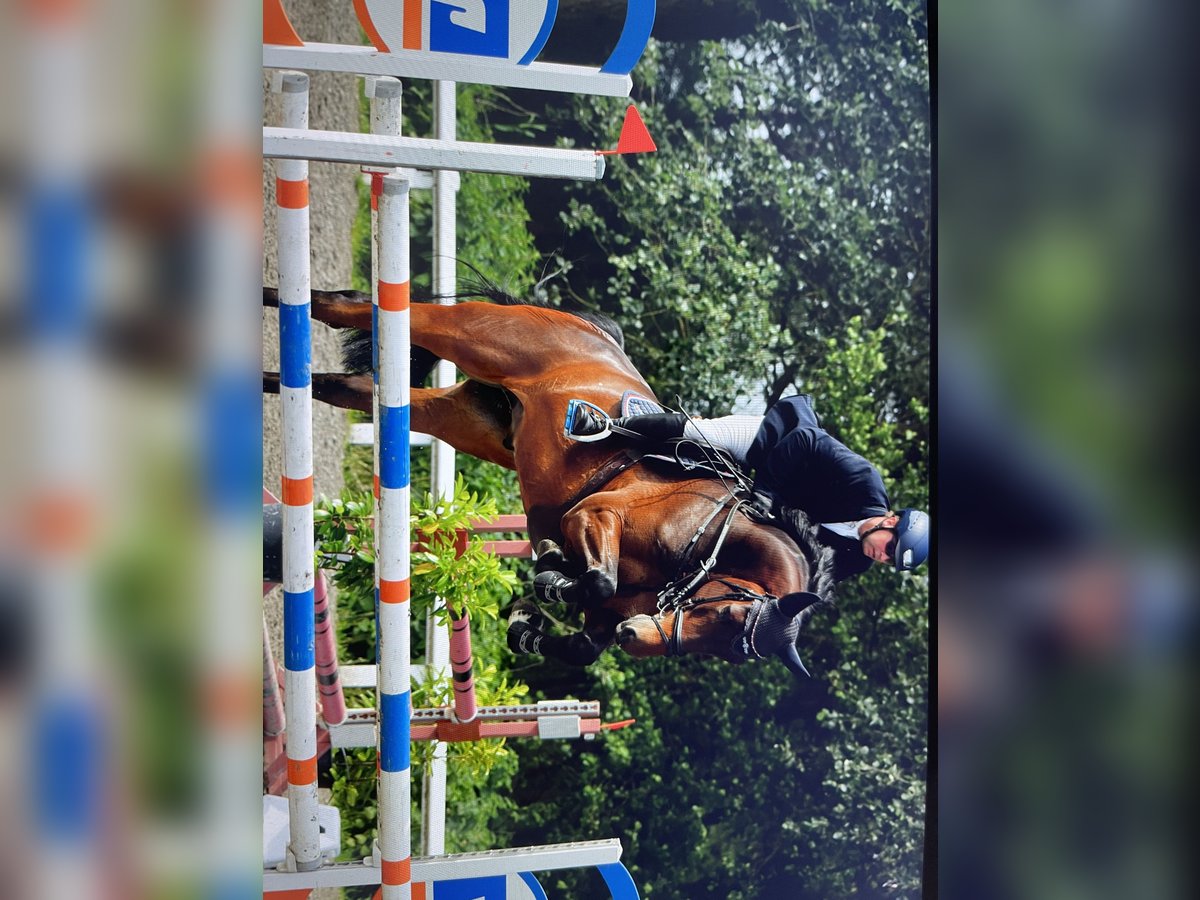 Holstein Gelding 6 years 17,1 hh Bay-Dark in Sankt Peter-Ording