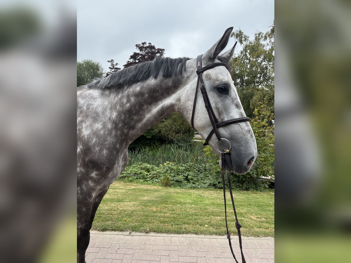 Holstein Gelding 6 years 17,2 hh Grey in Woltersdorf