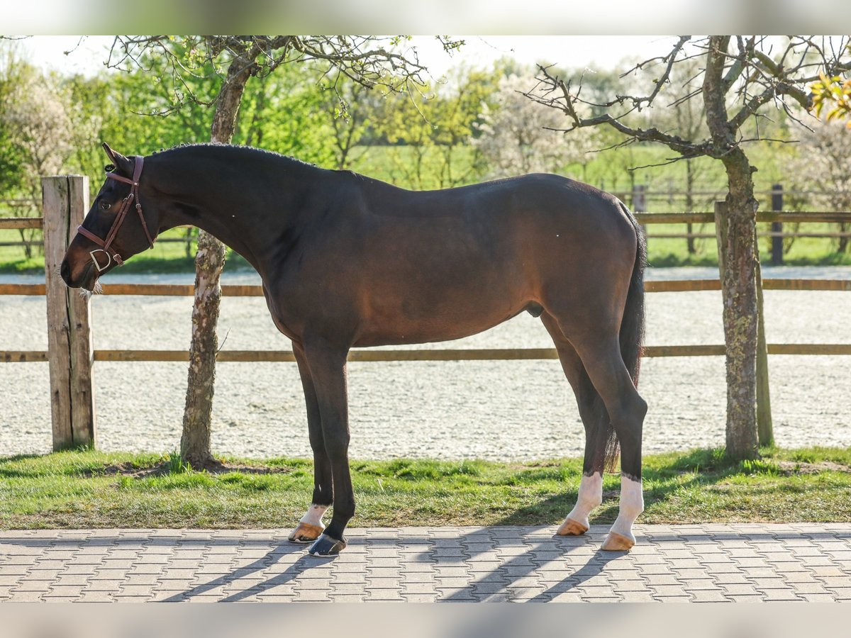 Holstein Gelding 6 years Bay-Dark in Visbek