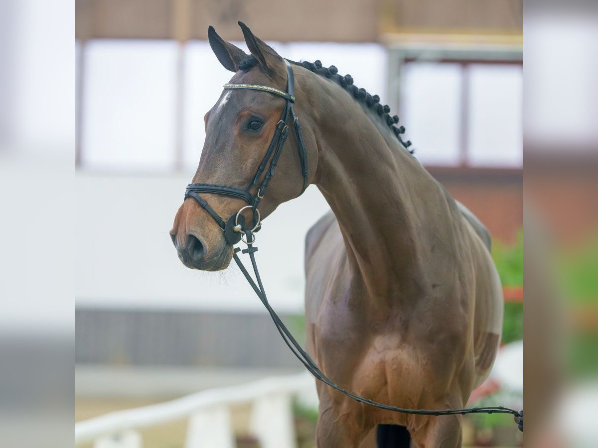 Holstein Gelding 6 years Brown in Münster-Handorf