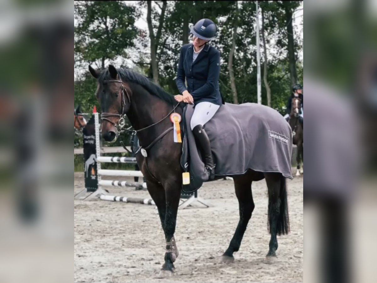 Holstein Gelding 6 years Smoky-Black in Wächtersbach