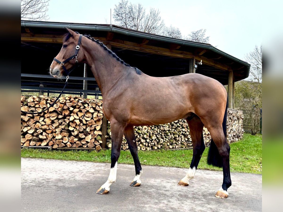 Holstein Gelding 7 years 16,1 hh Brown in Sangerhausen