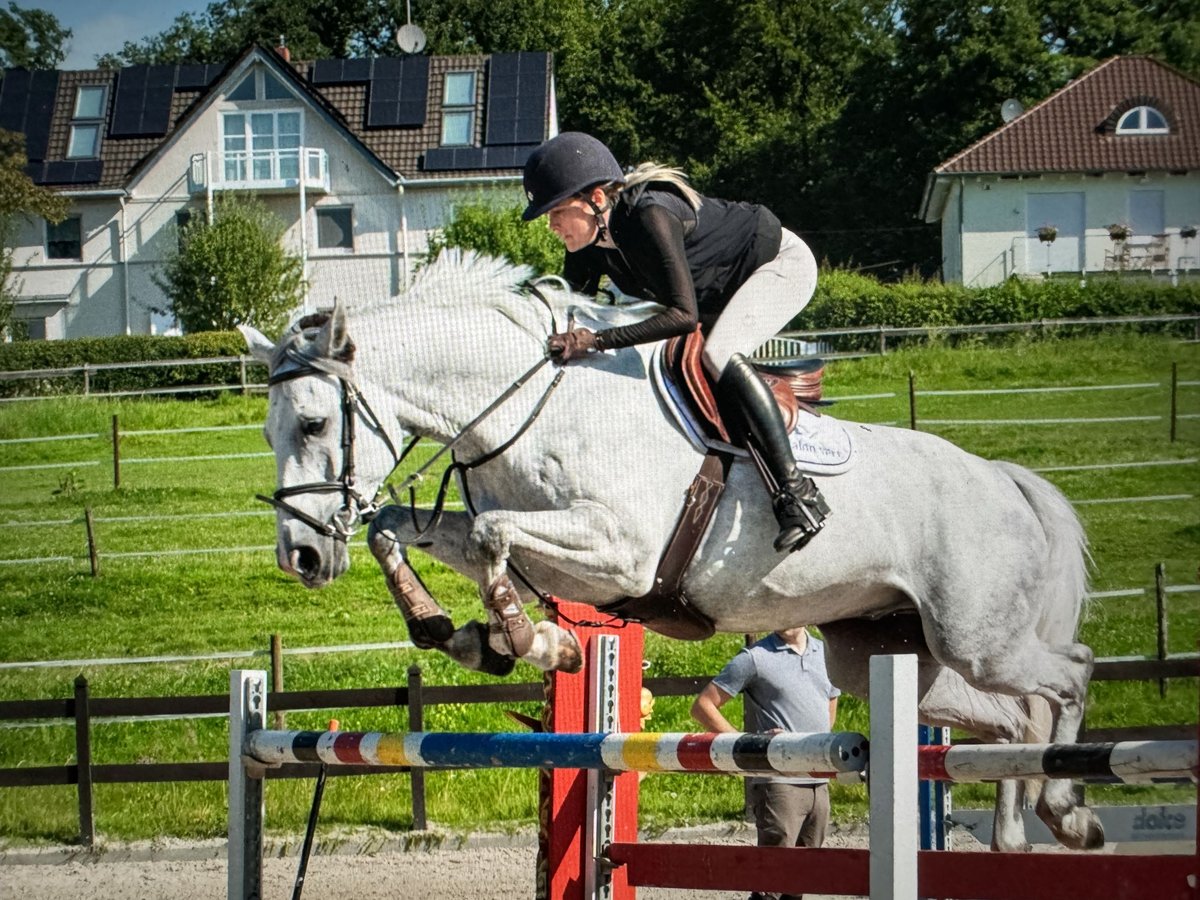 Holstein Gelding 7 years 16,1 hh Gray in Bergisch Gladbach