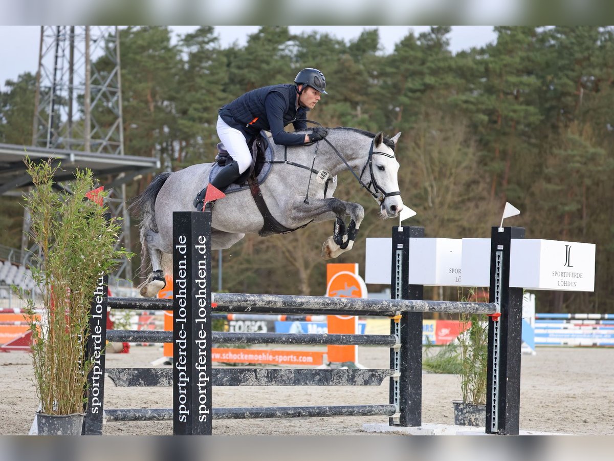 Holstein Gelding 7 years 16,1 hh Gray in Tespe