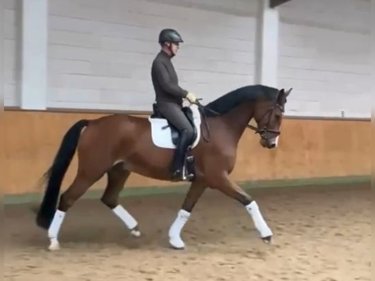 Holstein Gelding 7 years 16,2 hh Brown in HoisdorfHoisdorf