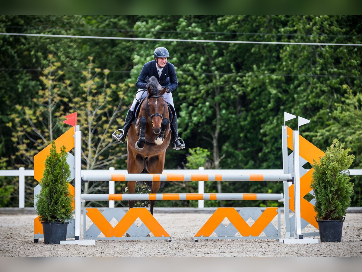 Holstein Gelding 7 years 16,2 hh Brown in Altwis