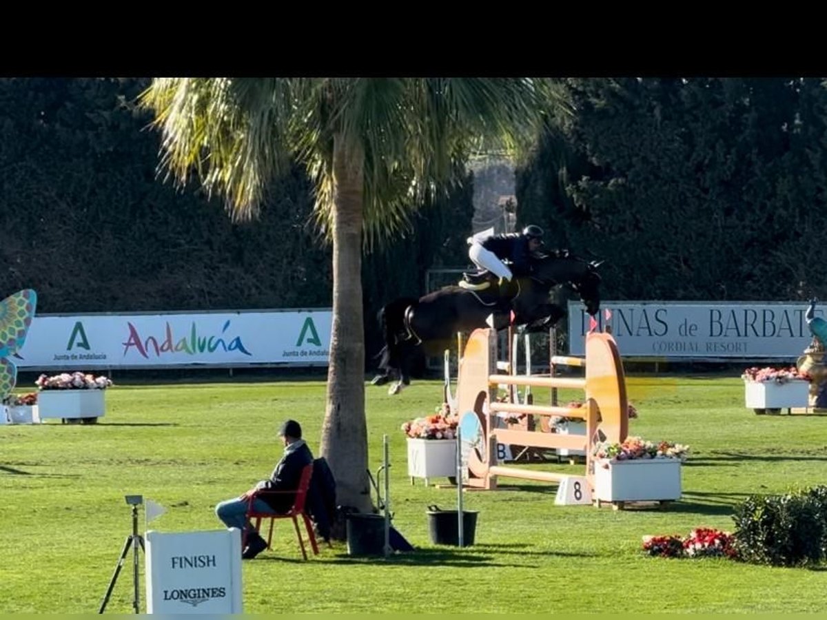 Holstein Gelding 7 years 16,3 hh Black in Gerstetten