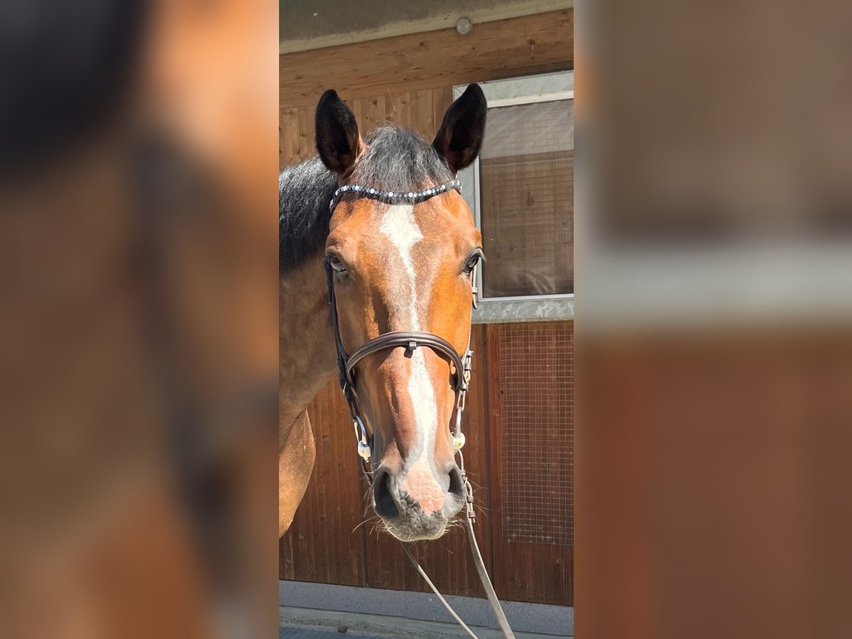 Holstein Gelding 7 years 16,3 hh Brown in Waldenbuch