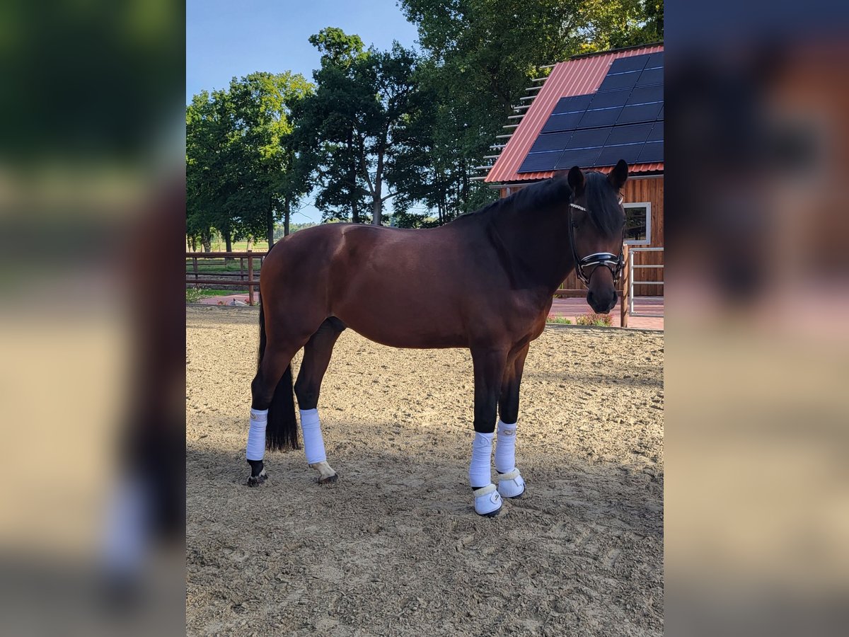 Holstein Gelding 7 years 16,3 hh in Bothel