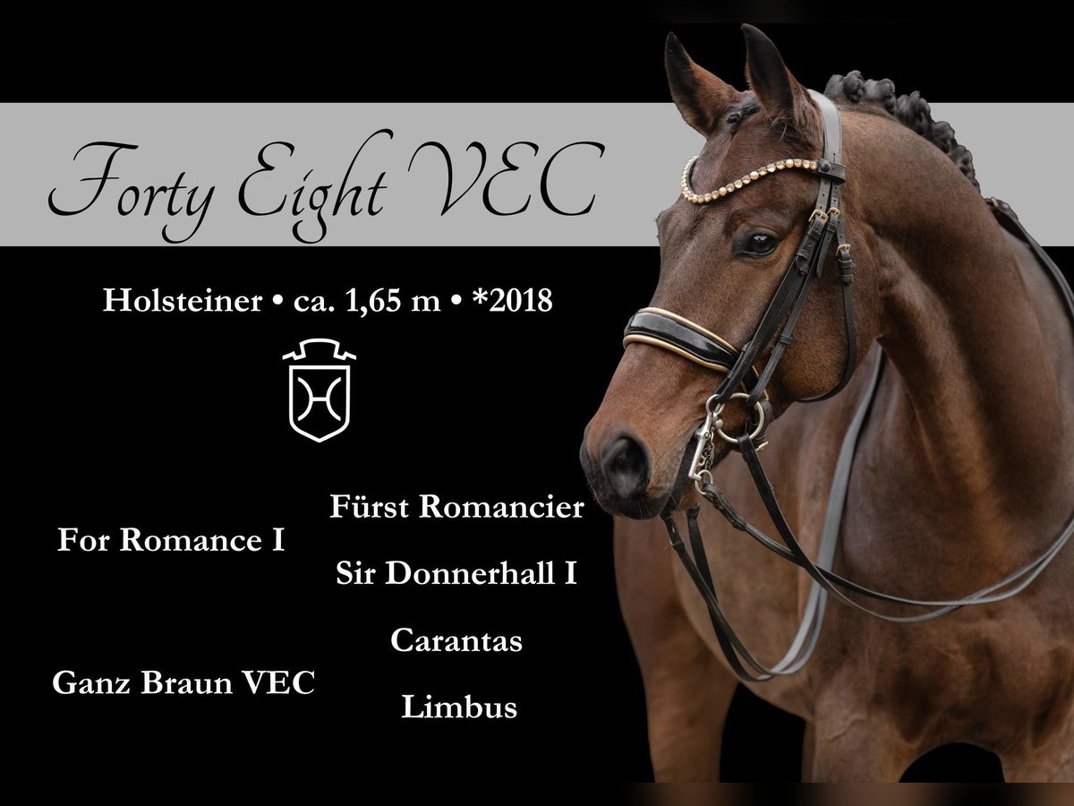 Holstein Gelding 7 years 16,1 hh Bay-Dark in Wehringen Holstein Gelding 7 years 16,1 hh Bay-Dark in Wehringen