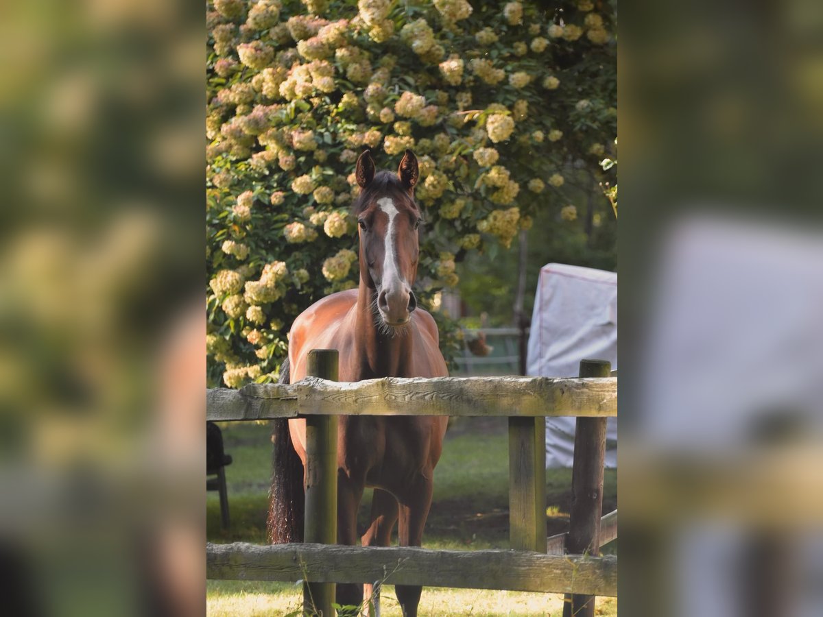 Holstein Gelding 7 years 16,1 hh Brown in Luhm&#xFC;hlen