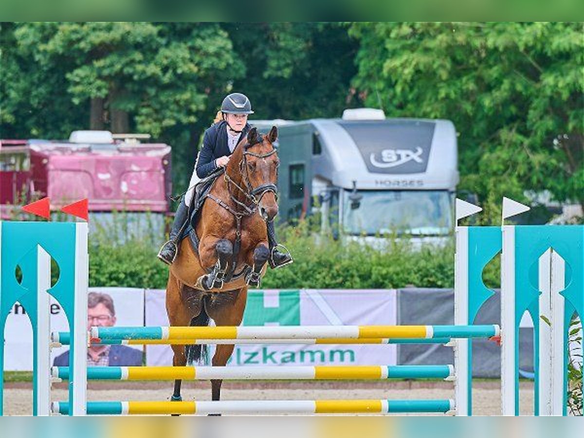 Holstein Gelding 7 years 16,1 hh Brown in Verden (Aller)