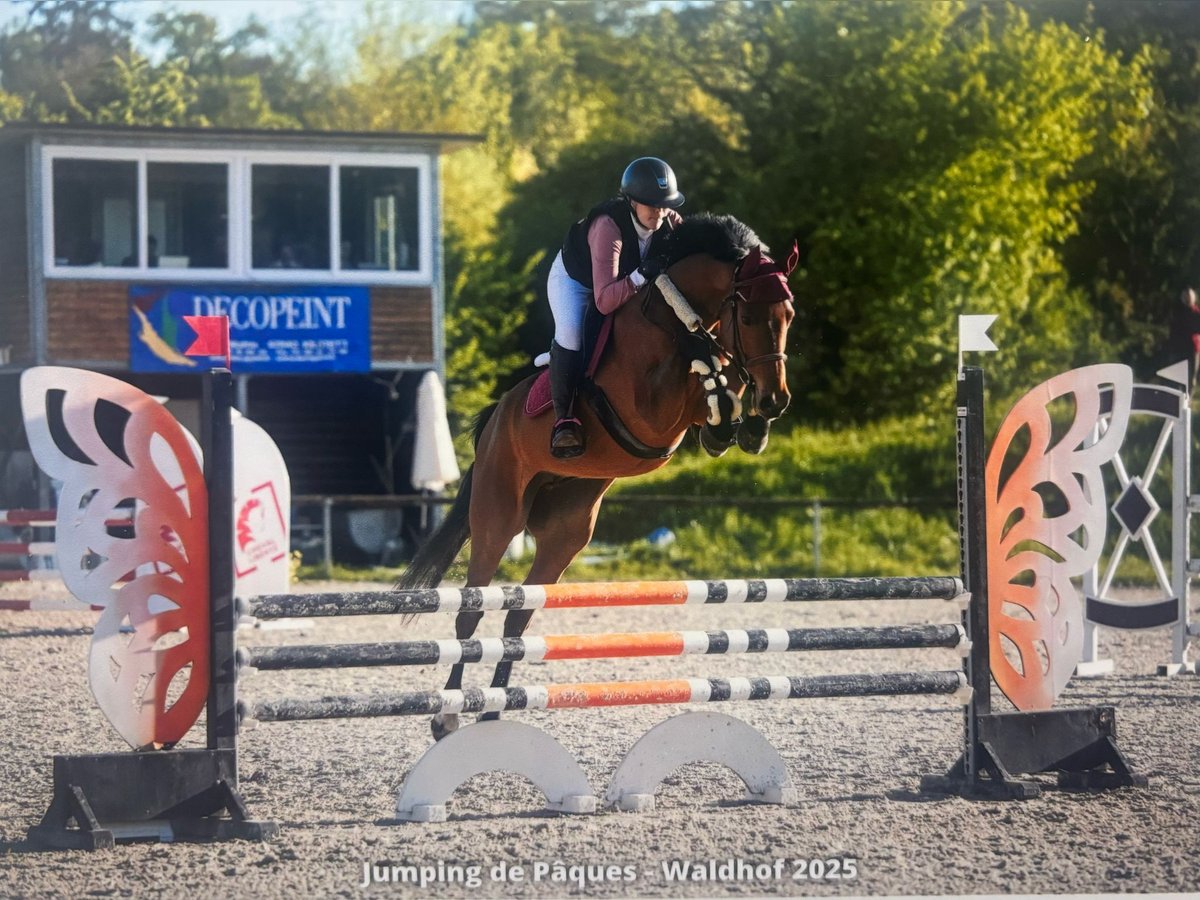 Holstein Gelding 7 years 16,1 hh Brown in GROTE-BROGEL