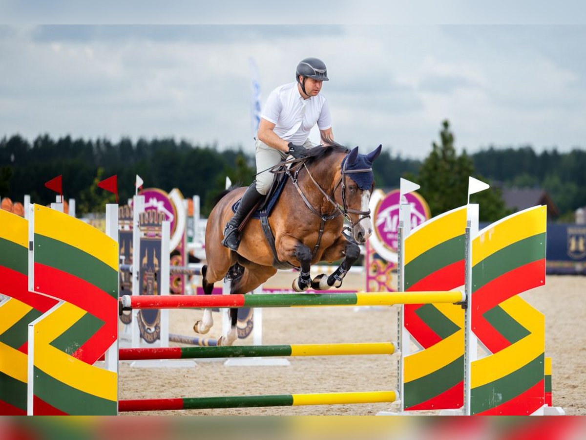 Holstein Gelding 7 years 16,1 hh Brown in Lithuania