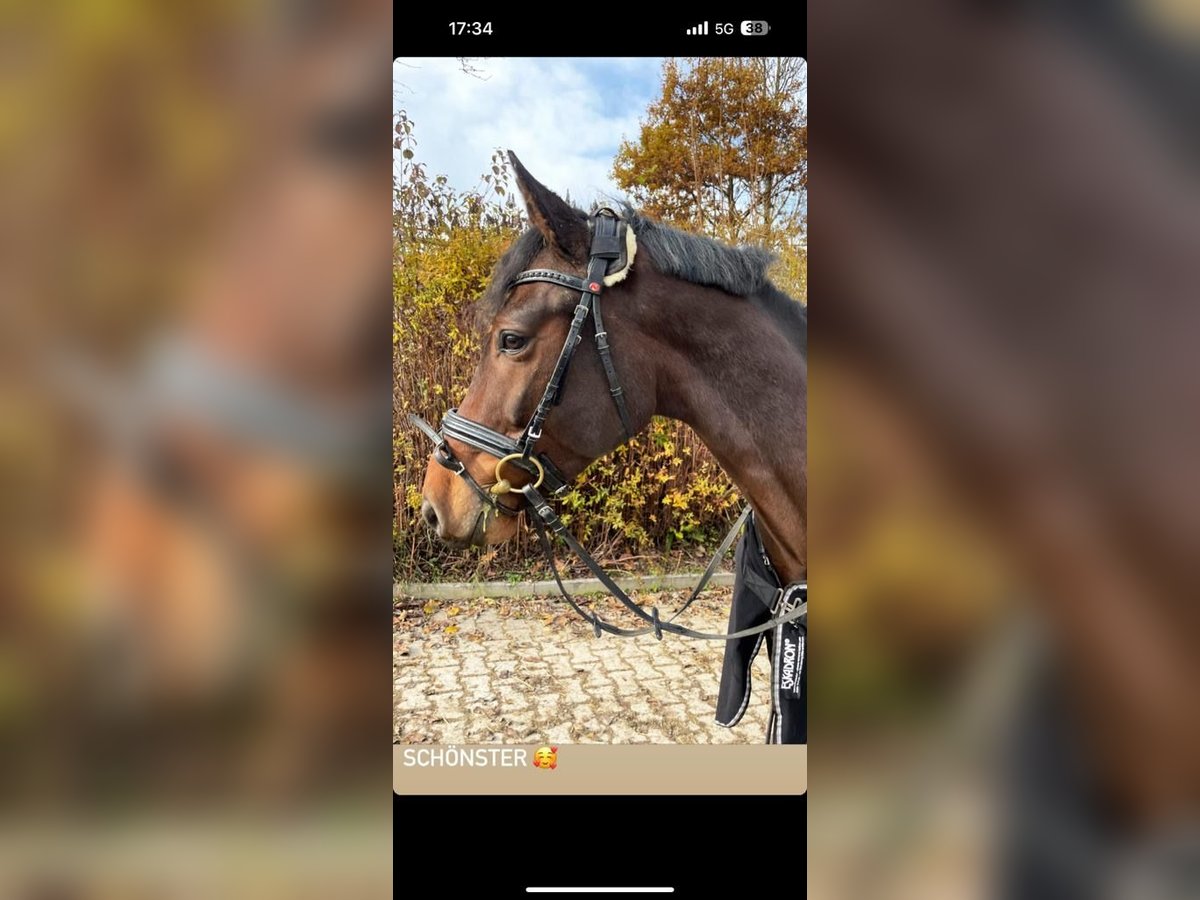 Holstein Gelding 7 years 16,2 hh Brown in Aschau am InnAschau