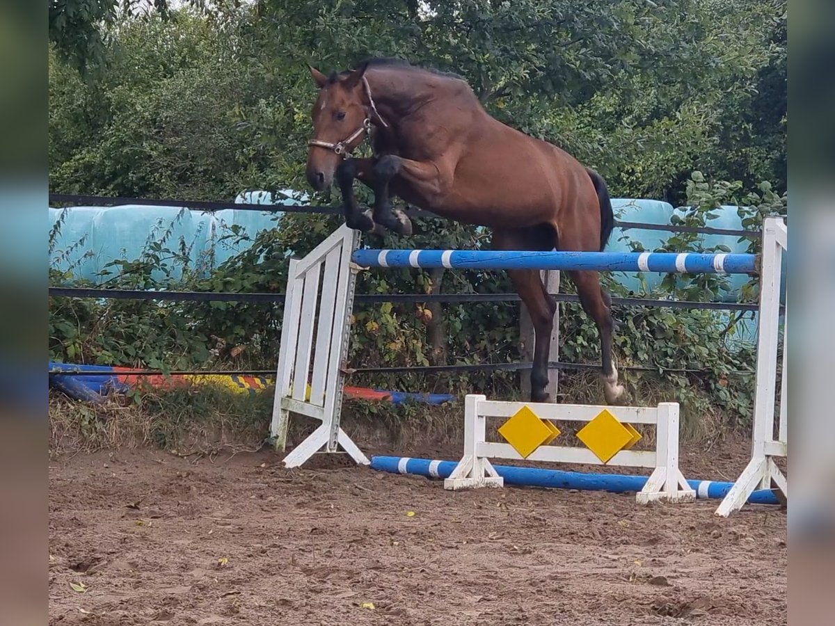 Holstein Gelding 7 years 17,1 hh Brown in Minden