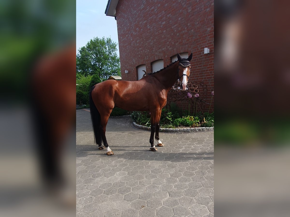 Holstein Gelding 7 years 17,1 hh Brown in Bad Laer