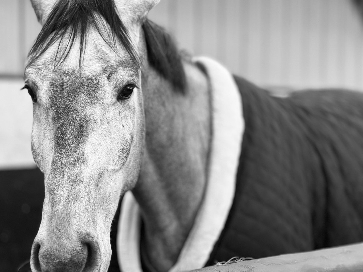 Holstein Gelding 7 years 17,2 hh Gray-Dapple in Emancé