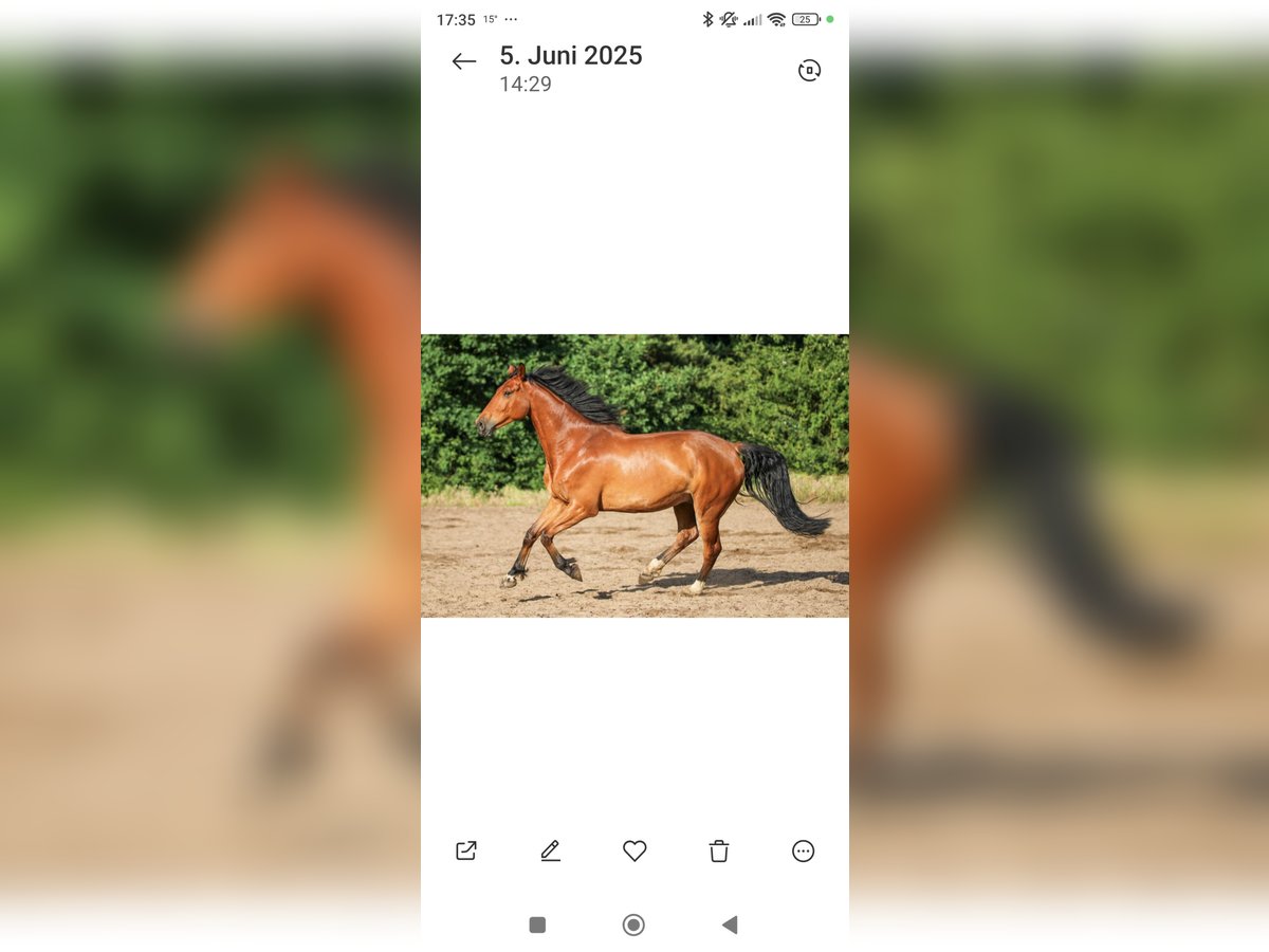 Holstein Gelding 7 years 17 hh Brown in Edemissen