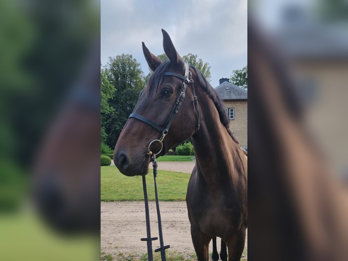 Holstein Gelding 7 years 17 hh Brown in Lensahn