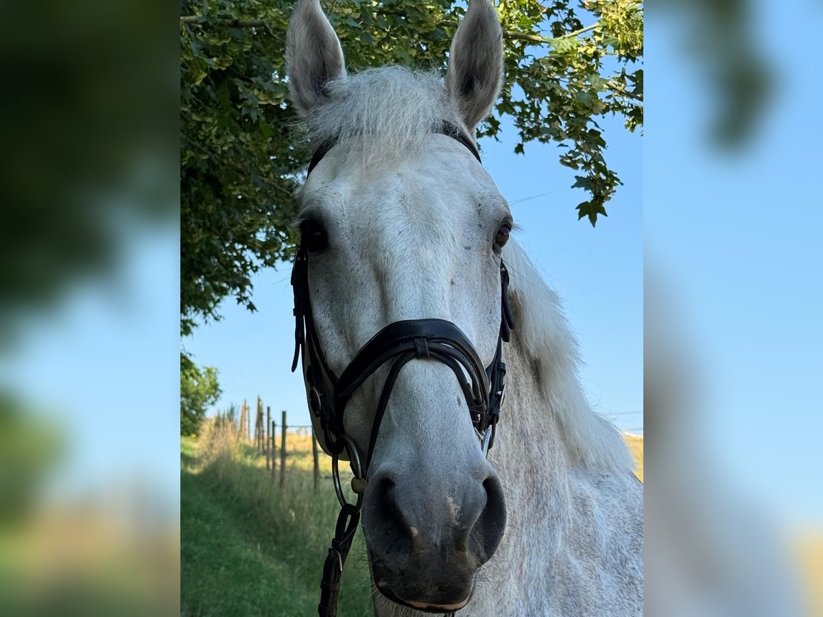 Holstein Gelding 7 years 17 hh Gray in Walzbachtal
