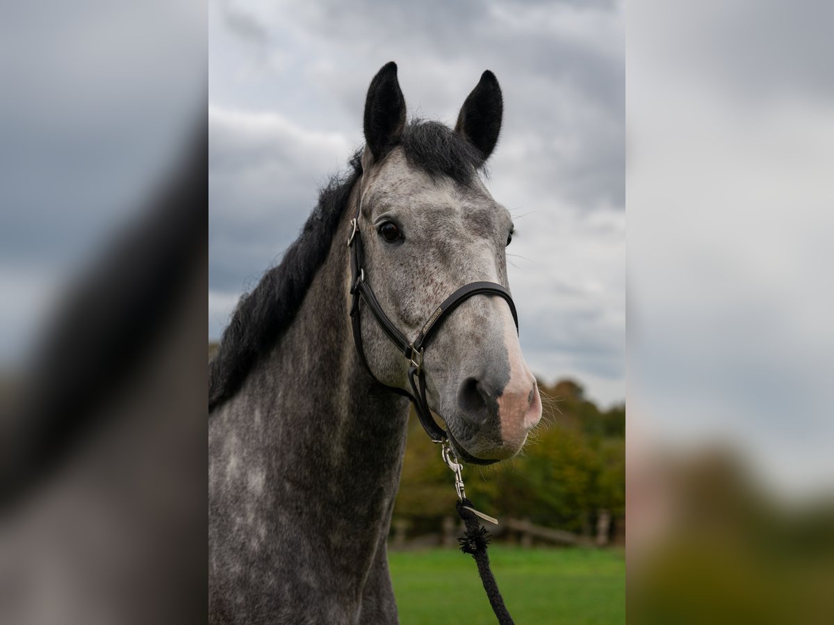 Holstein Gelding 7 years 17 hh in Sch&#xF6;nhorst