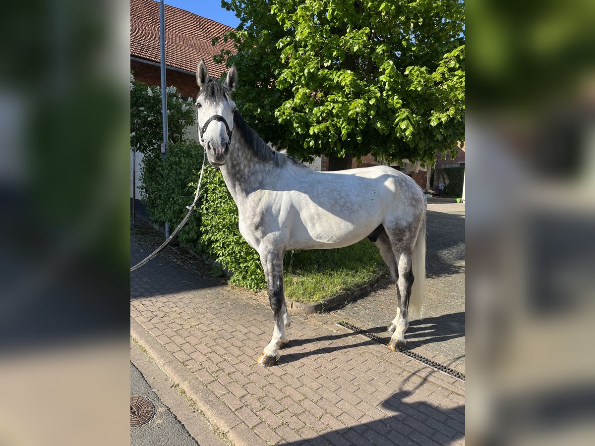 Holstein Gelding 7 years 17,1 hh Gray in SontraSontra
