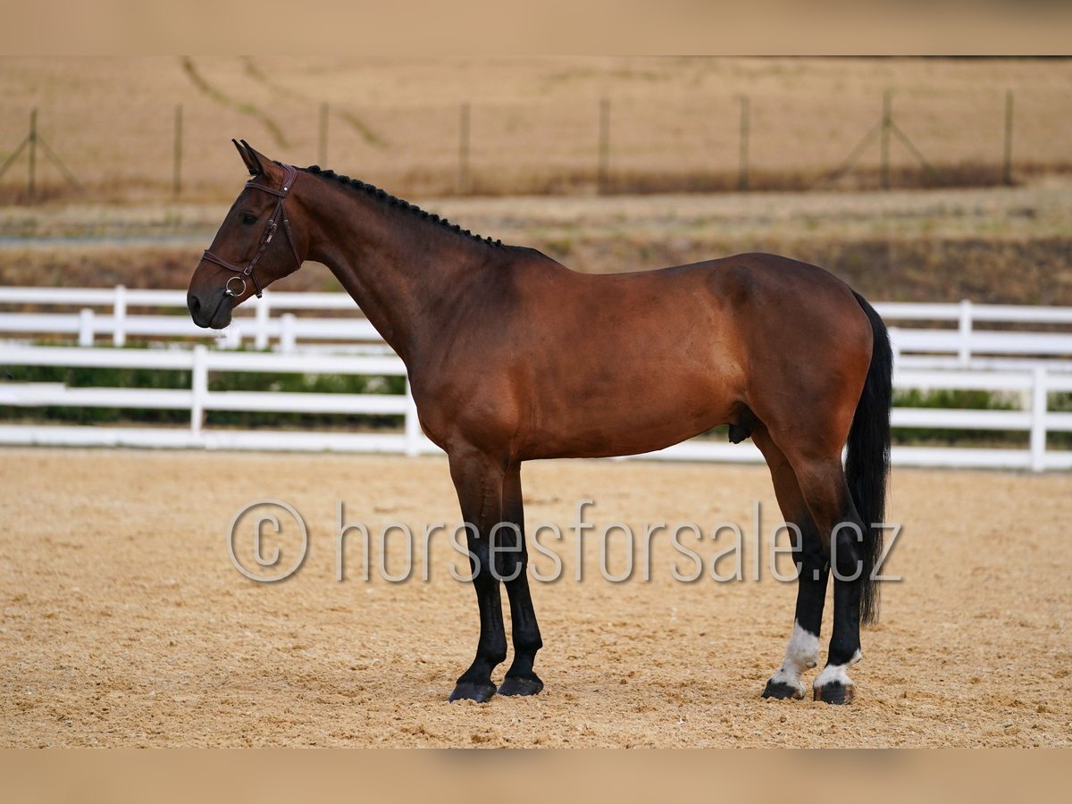 Holstein Gelding 7 years 18 hh Brown in Region Prag