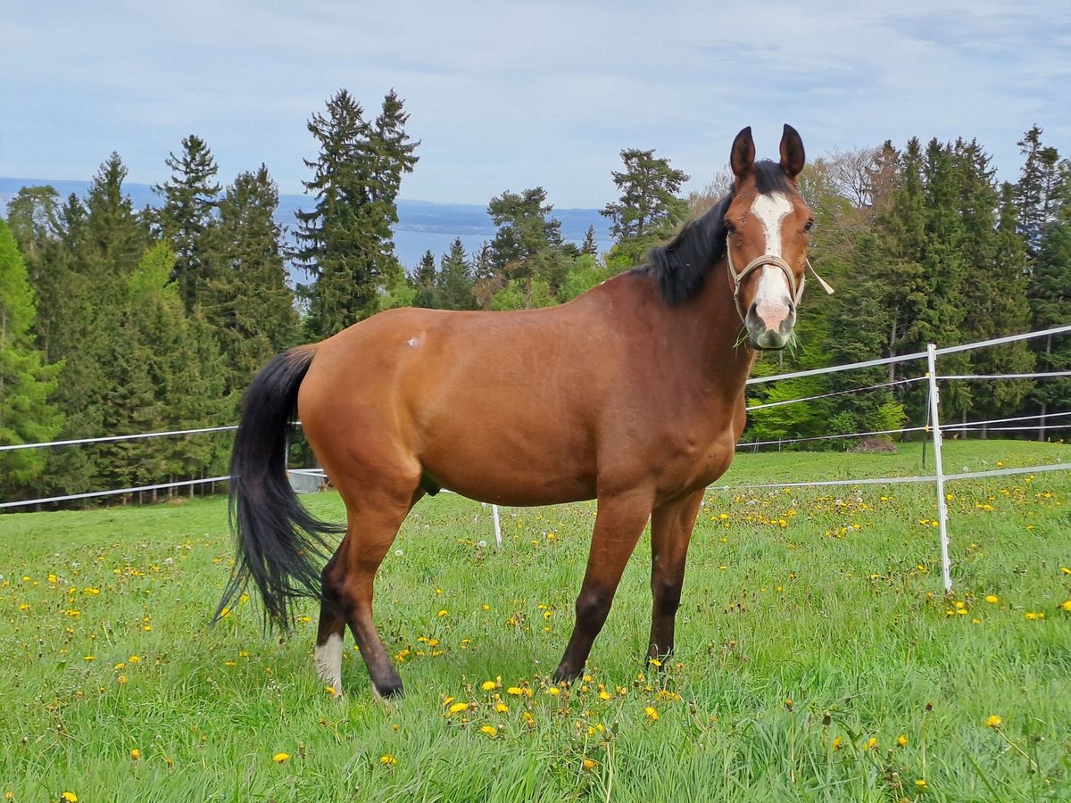 Holstein Gelding 8 years 16,1 hh Brown in Rorschach