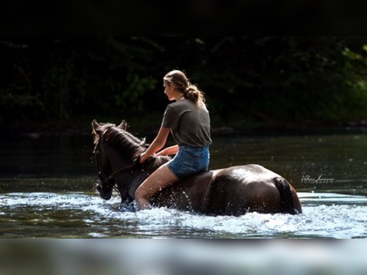 Holstein Gelding 8 years 16,2 hh in Hamburg Groß Borstel