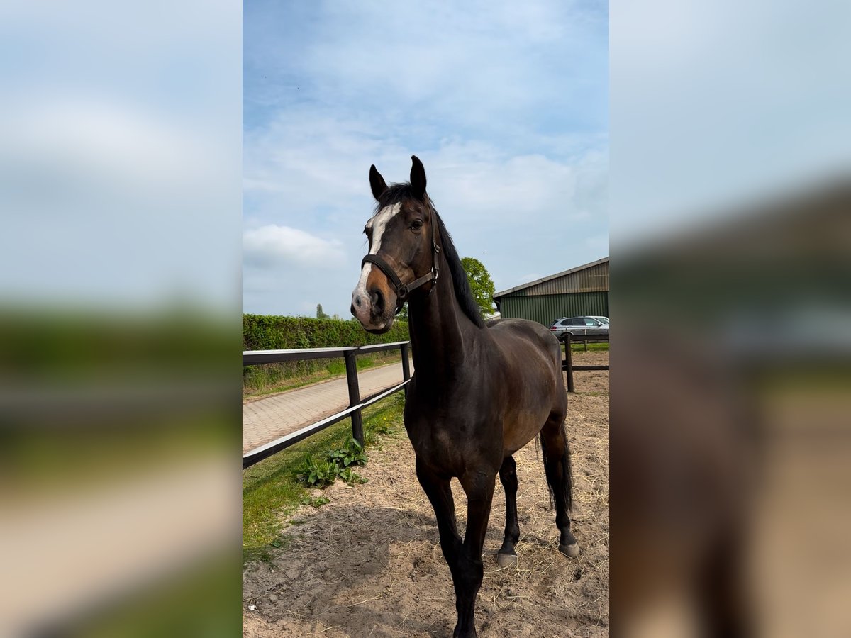 Holstein Gelding 8 years 16,2 hh in Hamburg Groß BorstelHamburg