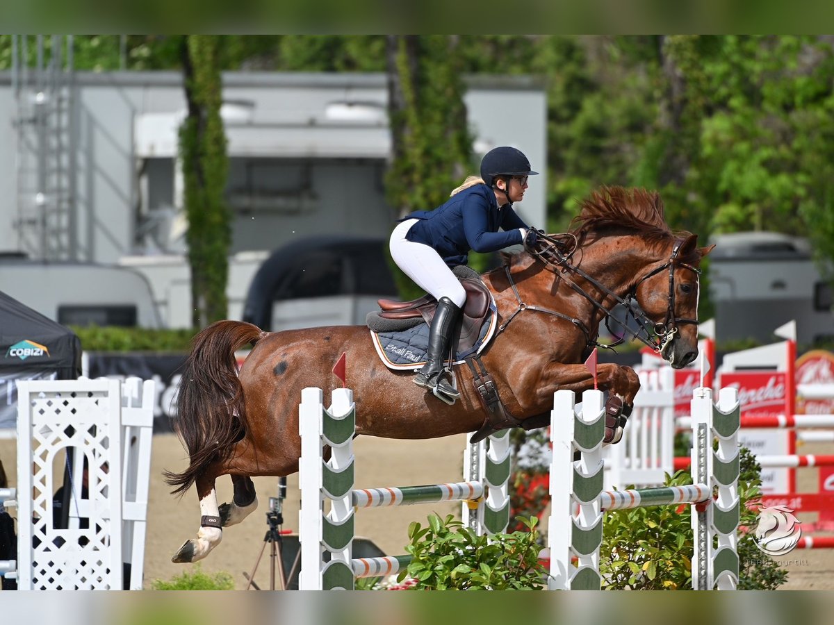 Holstein Gelding 8 years 16,3 hh Chestnut-Red in Altusried