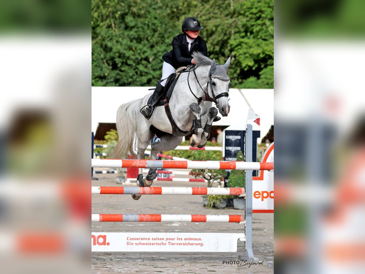 Holstein Gelding 8 years 16,3 hh Gray in Zielebach