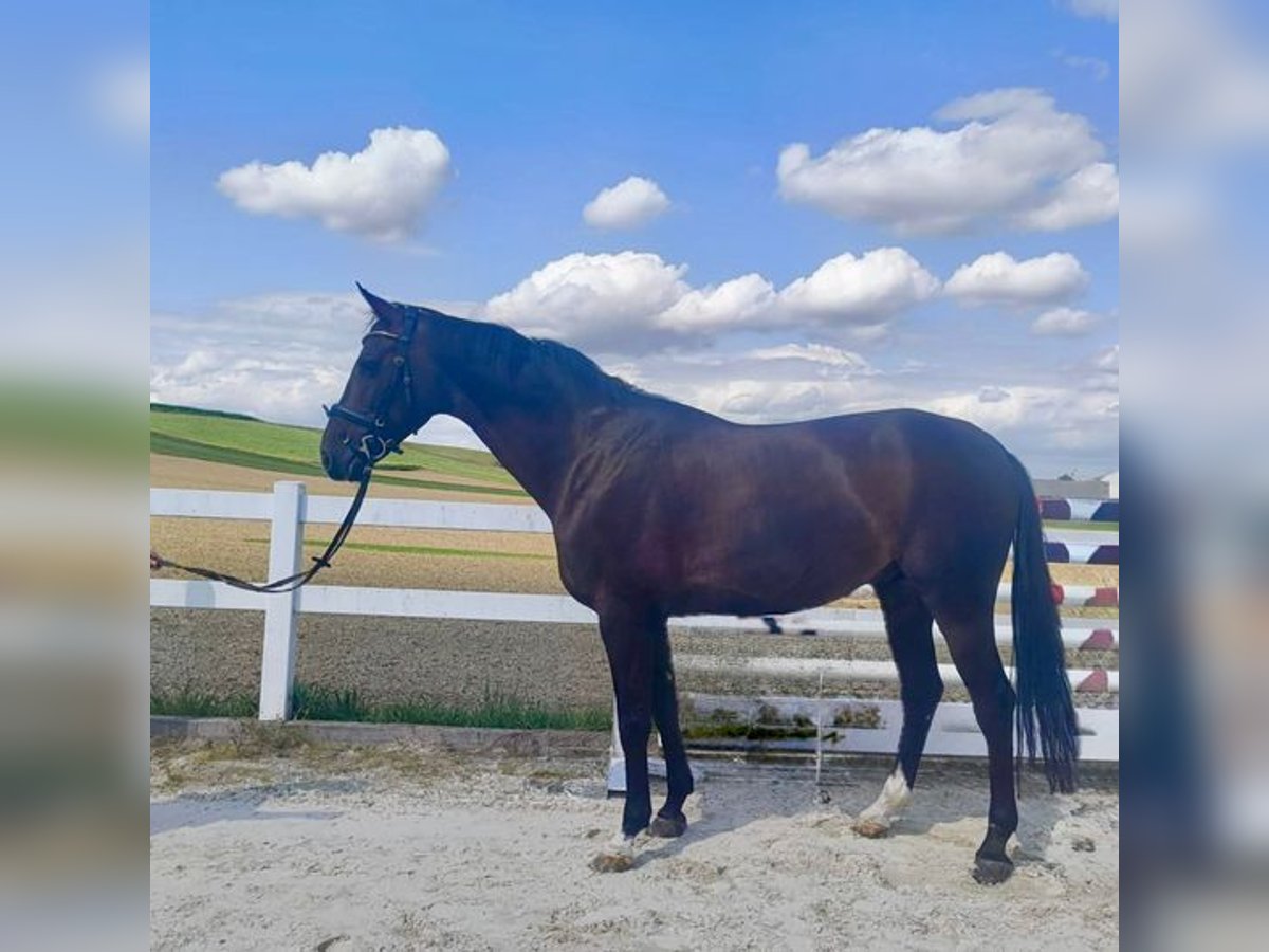 Holstein Gelding 8 years 16,1 hh Bay-Dark in Allershausen