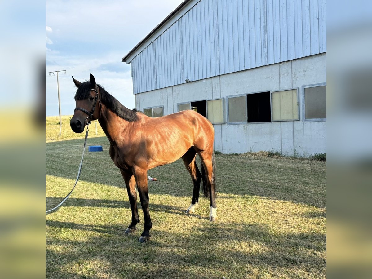 Holstein Gelding 8 years 16,1 hh Brown in Epfendorf