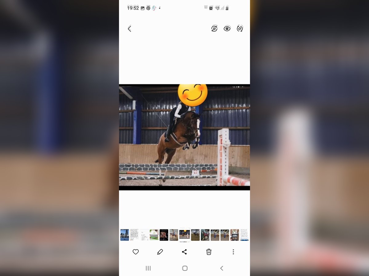 Holstein Gelding 8 years 16,2 hh Brown in Schafflund