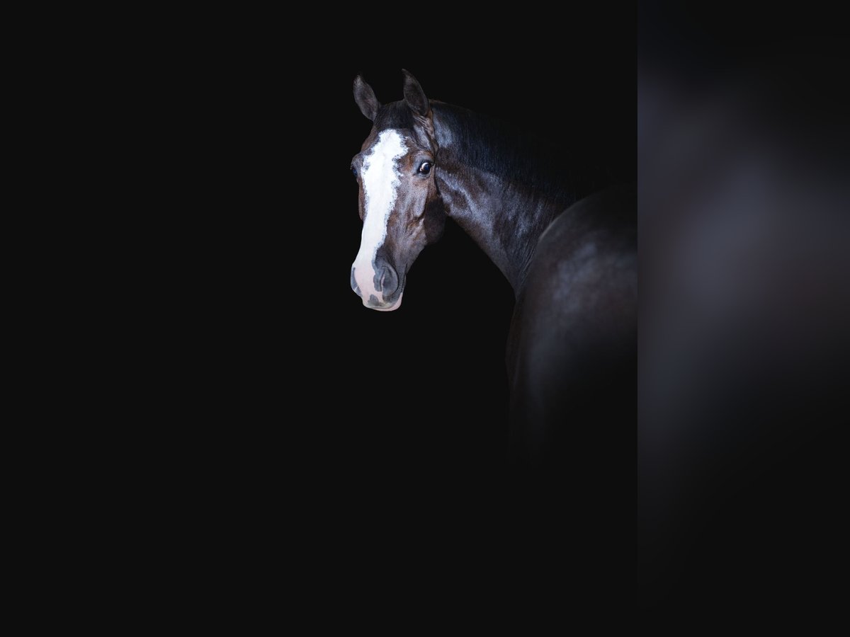 Holstein Gelding 8 years 16,2 hh Smoky-Black in Lithuania