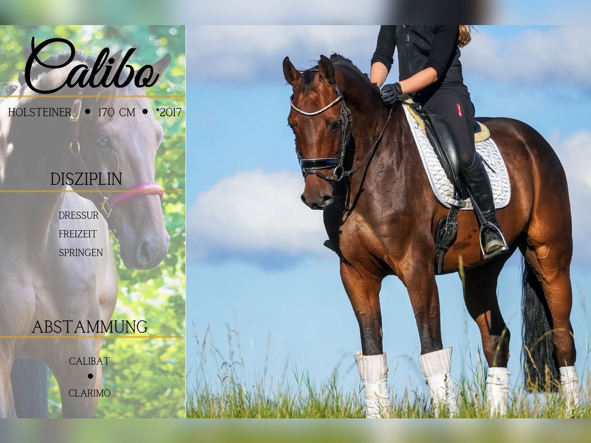 Holstein Gelding 8 years 16,3 hh Brown in Nettersheim