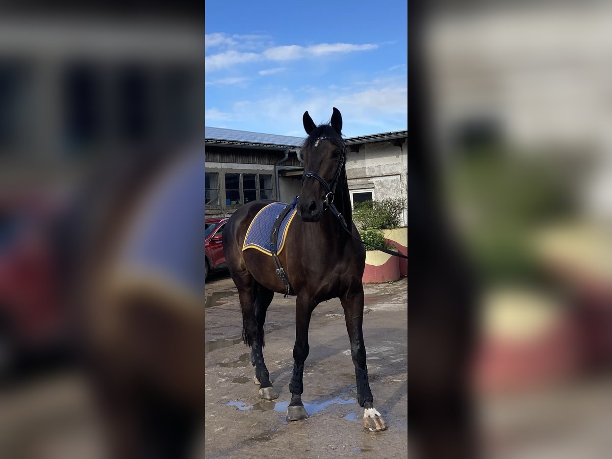 Holstein Gelding 8 years 17,1 hh Smoky-Black in Retschow