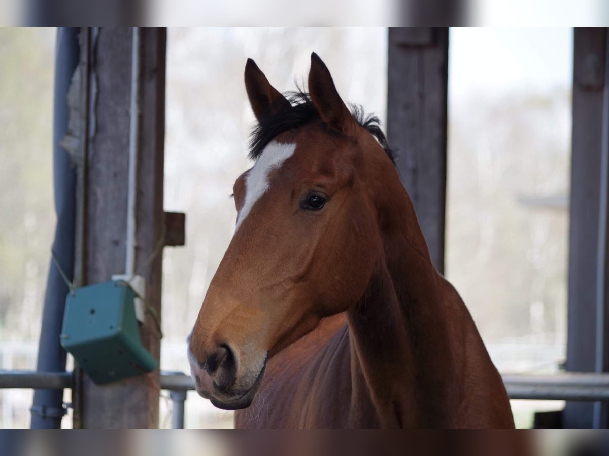 Holstein Gelding 8 years 17,3 hh Brown in Bimöhlen