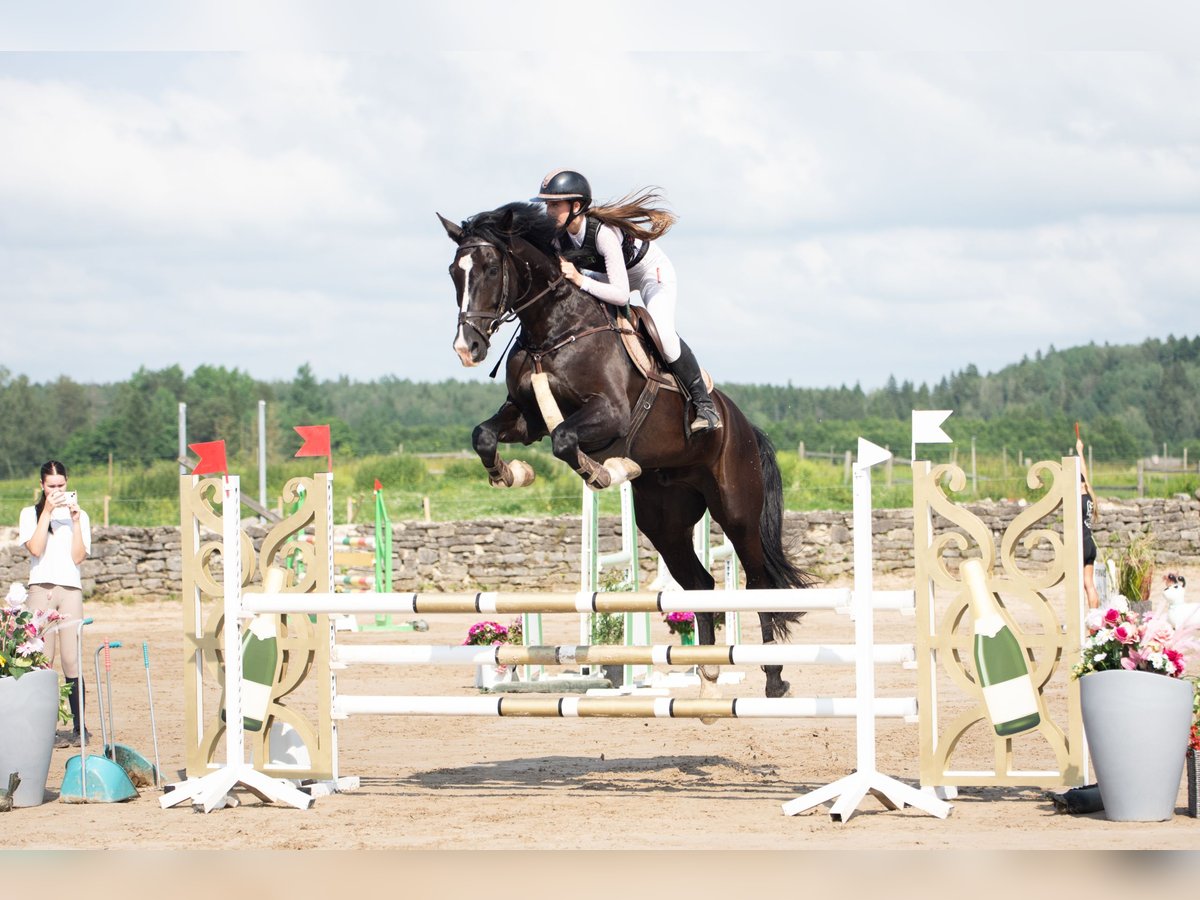 Holstein Gelding 8 years 17 hh Bay-Dark in Rakvere