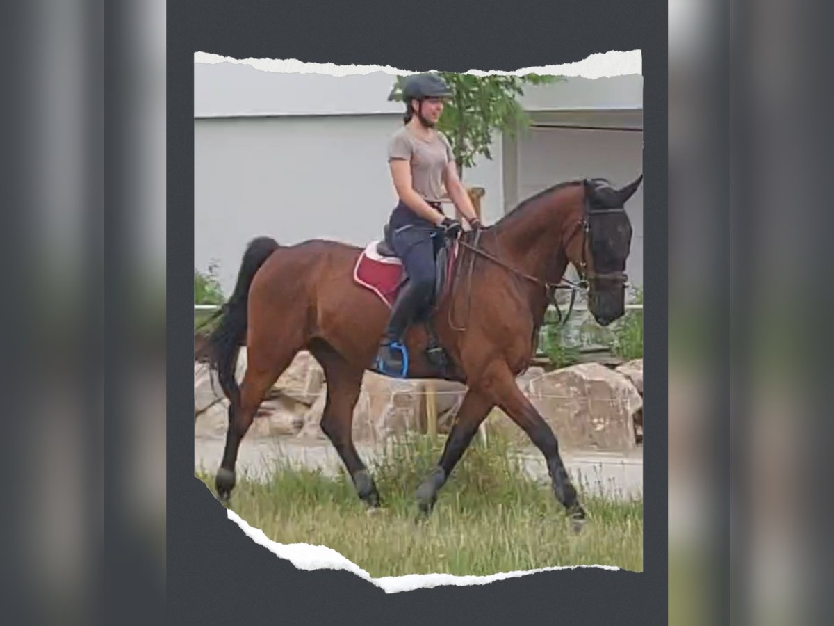 Holstein Gelding 8 years 17 hh Brown in Gärtringen