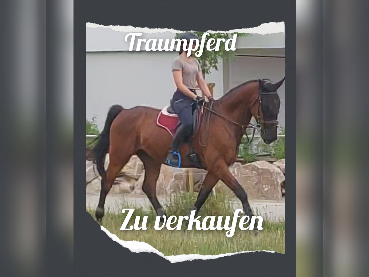 Holstein Gelding 8 years 17 hh Brown in Gärtringen