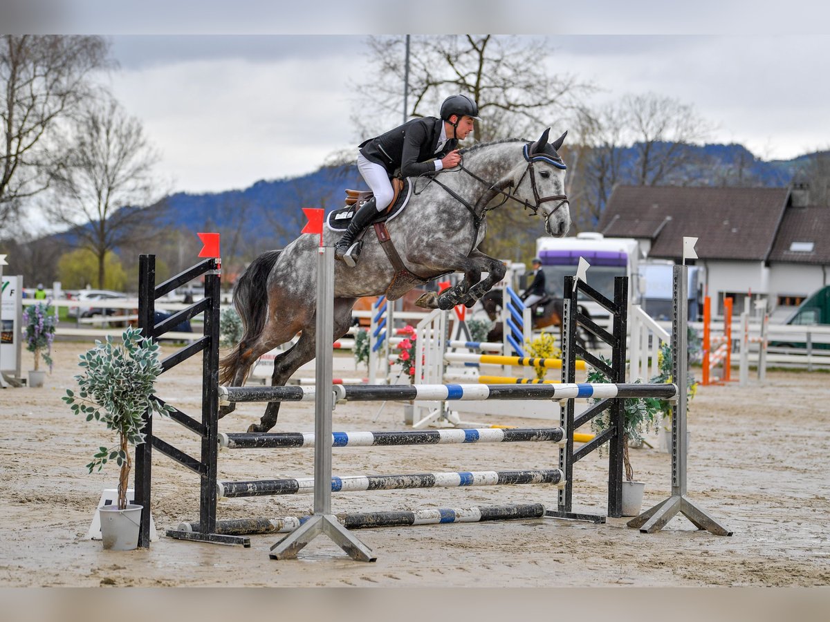 Holstein Gelding 8 years 17 hh Grey in Warendorf