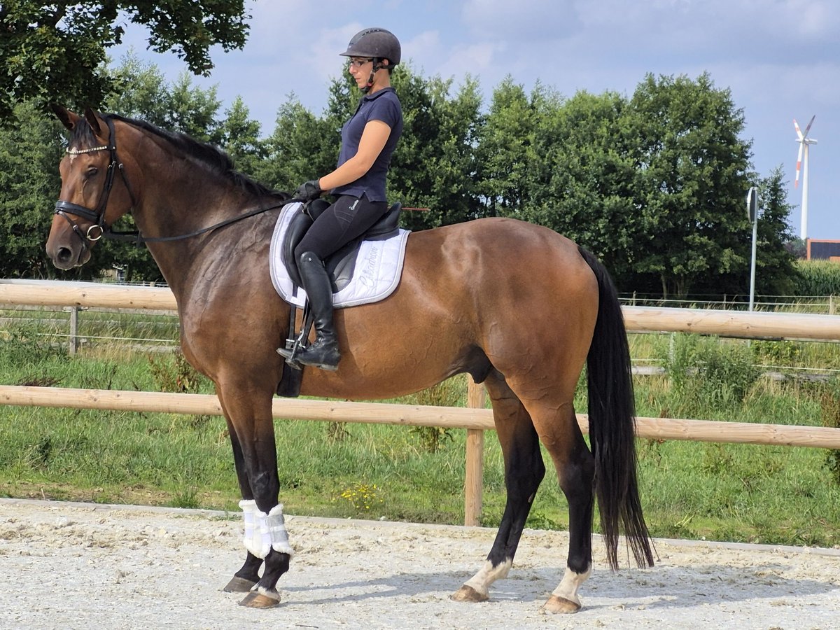 Holstein Gelding 8 years 18 hh Brown in Badbergen