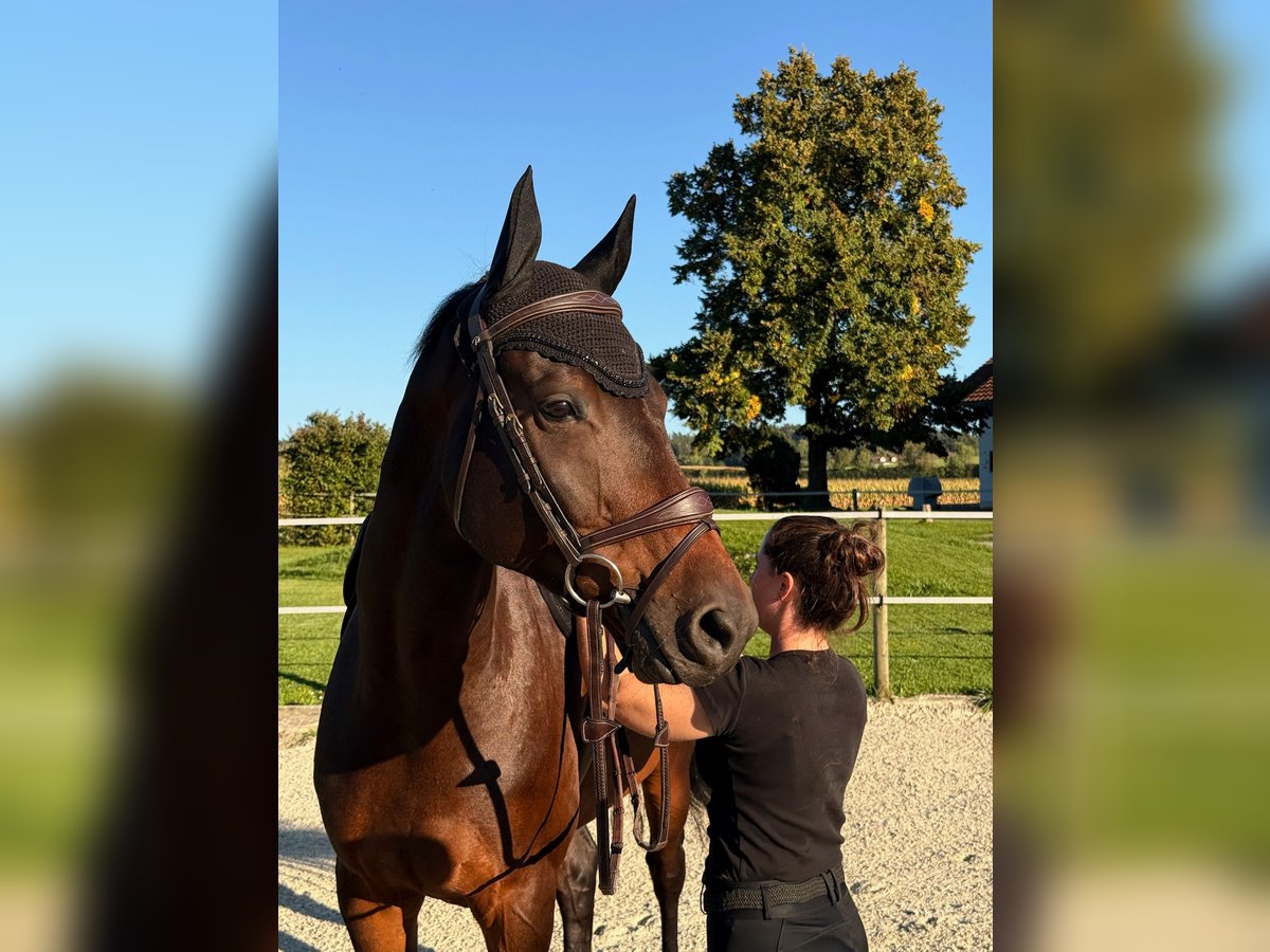 Holstein Gelding 8 years Brown in Wiesendangen