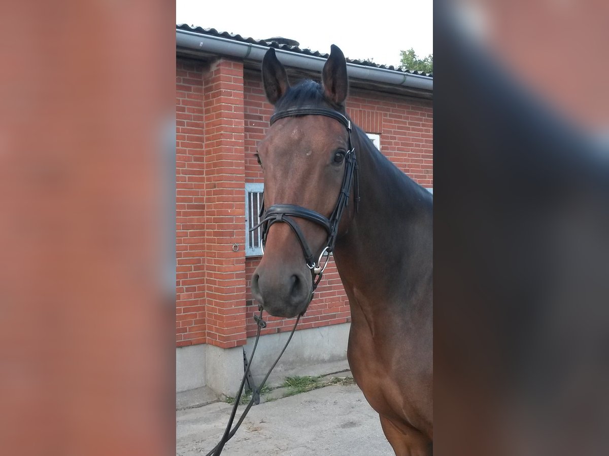 Holstein Gelding 9 years 16,1 hh Bay-Dark in Hingstheide