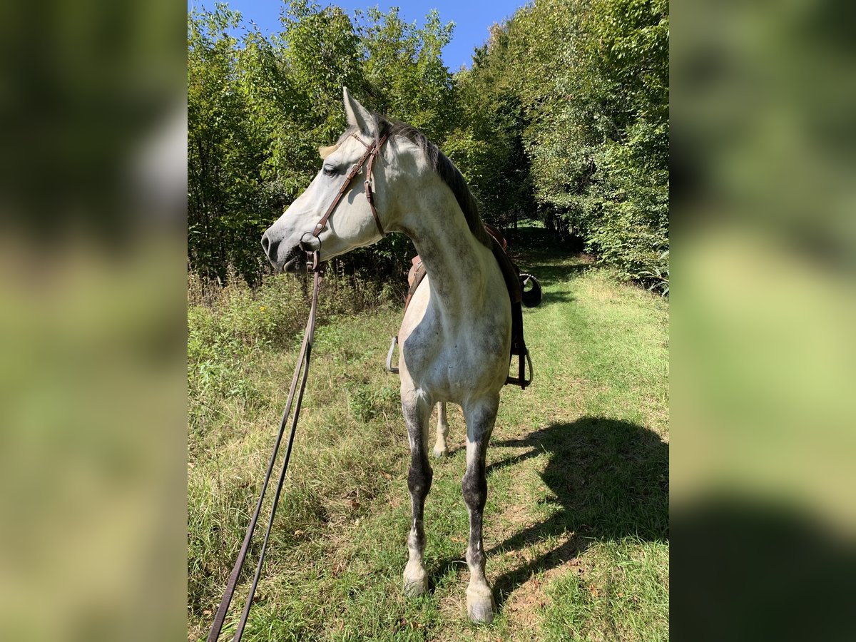 Holstein Gelding 9 years 16,1 hh Gray-Dapple in Söchau