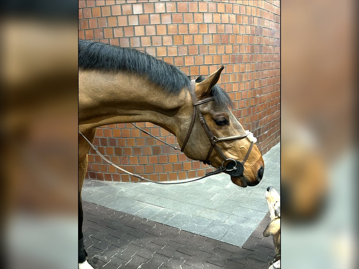 Holstein Gelding 9 years 16,2 hh Brown in Gägelow