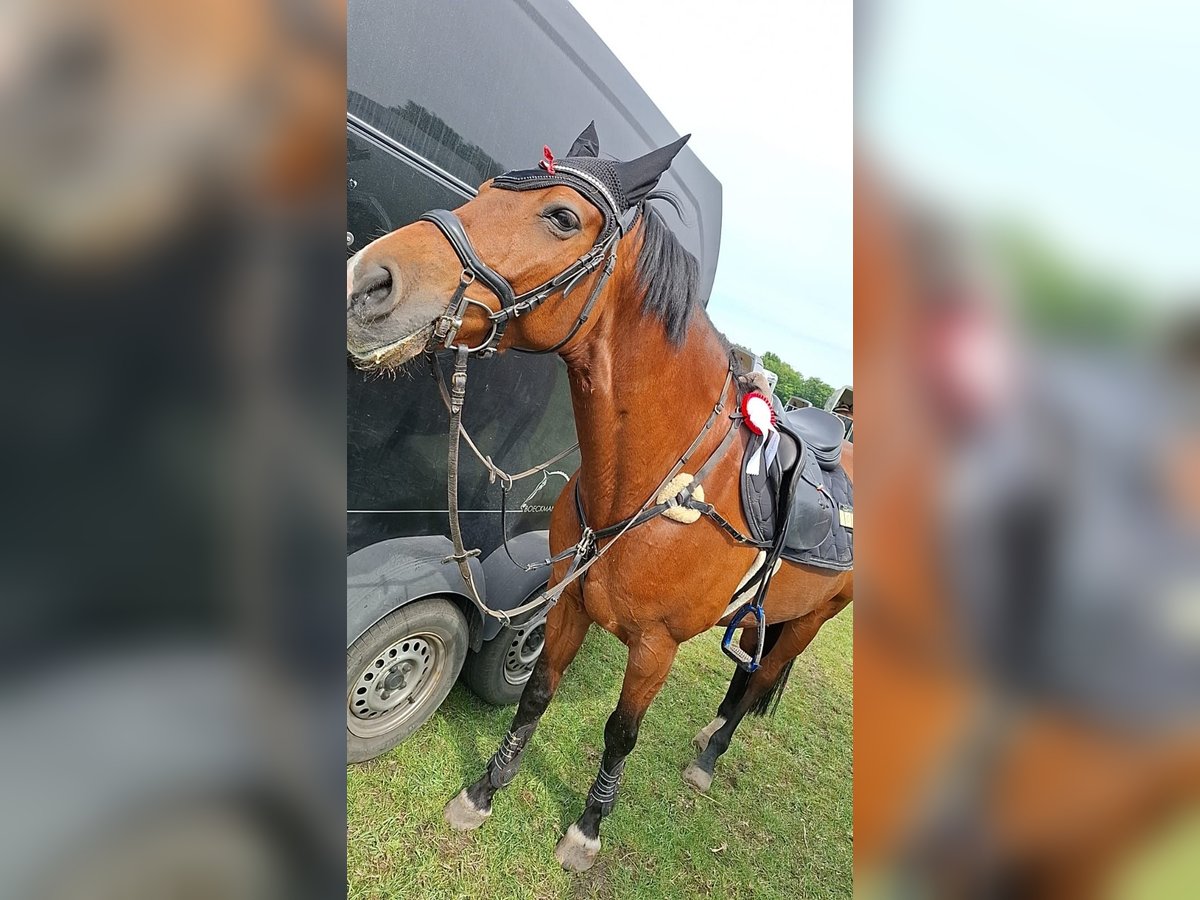 Holstein Gelding 9 years 16,1 hh Brown in Lastrup Holstein Gelding 9 years 16,1 hh Brown in Lastrup